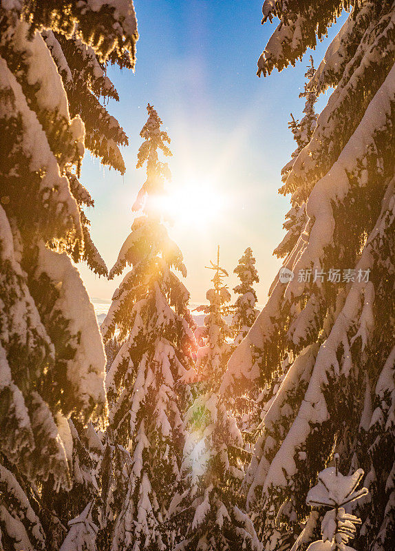 白雪覆盖的景观/背景和常青树在欧洲在一个寒冷的阳光明媚的日子在冬天-创造性的股票照片